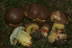 Butyriboletus brunneus