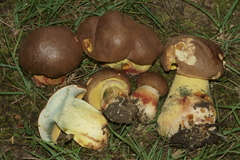 Butyriboletus brunneus