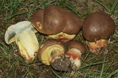 Butyriboletus brunneus
