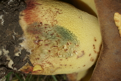 Butyriboletus brunneus