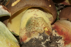 Butyriboletus brunneus