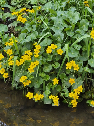 marsh marigold