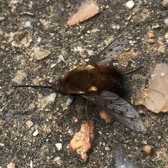 Bombylius discolor