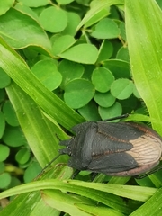 Pentatomoidea