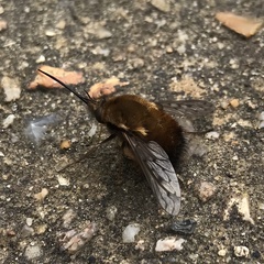 Bombylius discolor