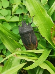 Pentatomoidea