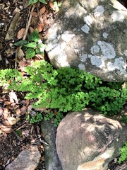 Adiantum aethiopicum
