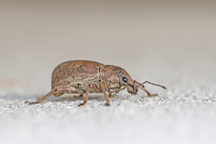 Geonemus flabellipes