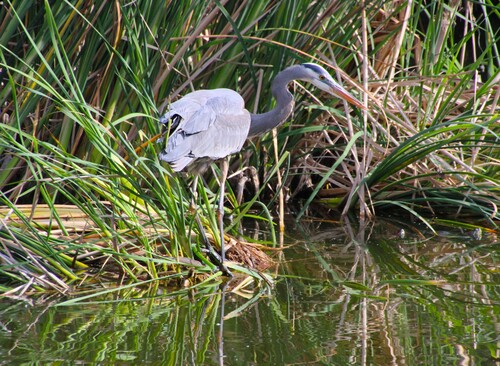 iNaturalist observation photo of Great Blue Heron