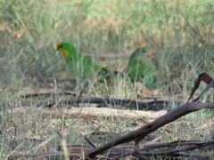 Polytelis swainsonii