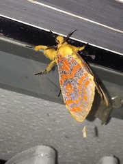 Mpanjaka gentilis