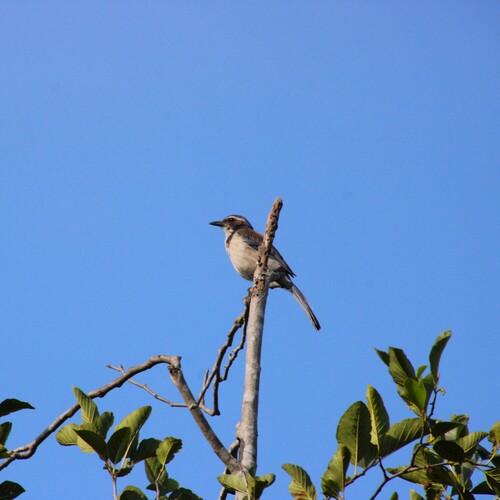 iNaturalist observation photo of California Scrub-Jay