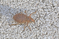 Geonemus flabellipes