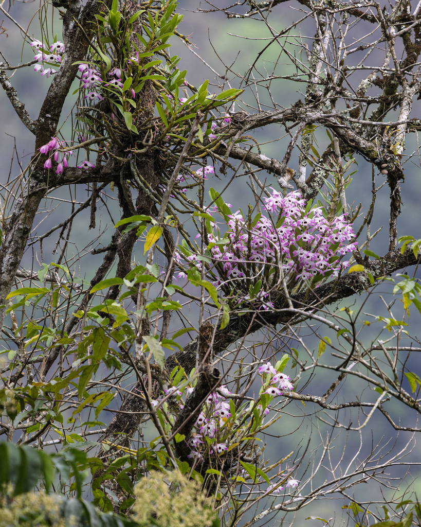 Dendrobium nobile Lindl. 2