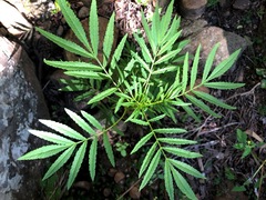 Tagetes minuta