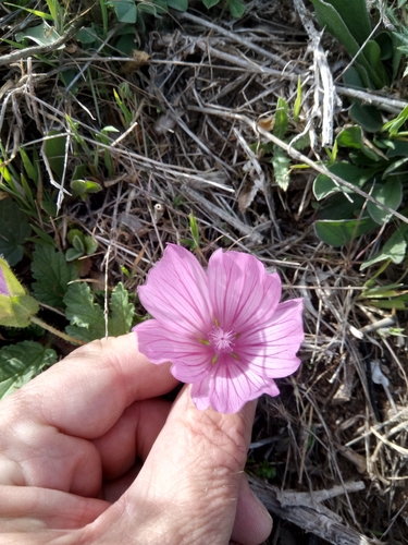 Image of Malope malacoides by (c) Karim Haddad, some rights reserved (CC BY)