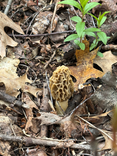 iNaturalist observation photo of American yellow morel