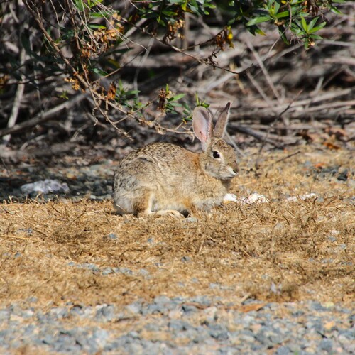 iNaturalist observation photo of Desert Cottontail