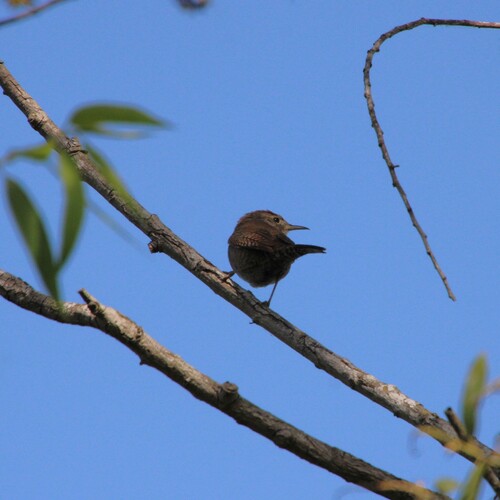 iNaturalist observation photo of Northern House Wren