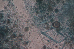Pseudogymnoascus