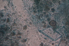 Pseudogymnoascus