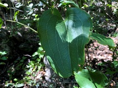 Smilax australis
