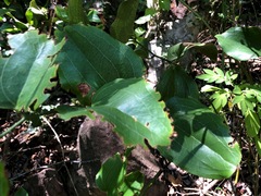 Smilax australis