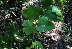 Smilax australis