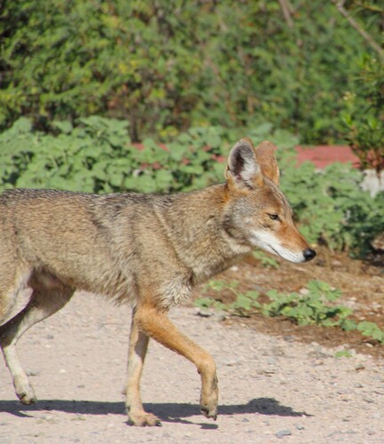 iNaturalist observation photo of Coyote