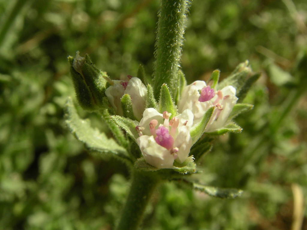 Woody Bergia