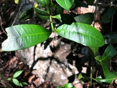 Baloghia inophylla