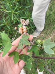 Gossypium tomentosum