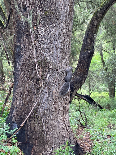 iNaturalist observation photo of Western Gray Squirrel