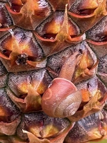 Bradybaena similaris observed 2026-04-19