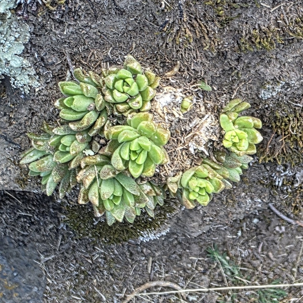 Imagem de sedum