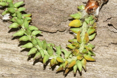 Taphrina johansonii