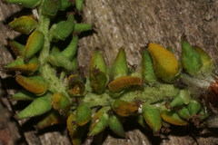 Taphrina johansonii