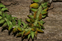 Taphrina johansonii