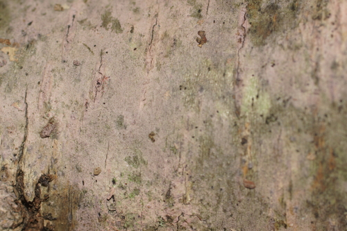 Representative image of Asterostroma