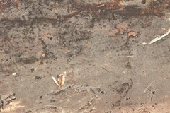 Botryohypochnus isabellinus