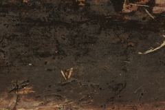 Botryohypochnus isabellinus