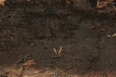 Botryohypochnus isabellinus