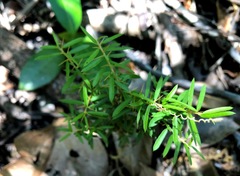 Pittosporum viscidum