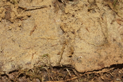 Botryobasidium conspersum