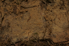 Botryobasidium conspersum