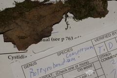 Botryobasidium conspersum