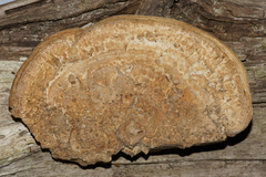 Trametes menziesii