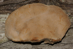 Trametes menziesii