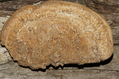 Trametes menziesii