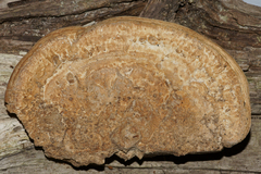 Trametes menziesii
